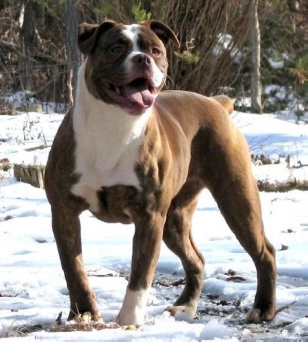 P4P Red Crush | Olde English Bulldogge 