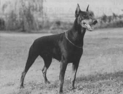 Bonnie du Clos des Poulains Noirs | Black Doberman Pinscher