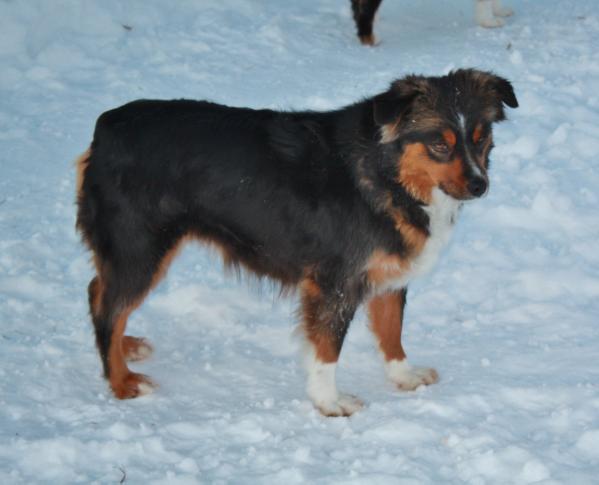 Lone Pine's Hide N Seek | Australian Shepherd 