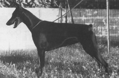 Bella Vania du Clos des Poulains Noirs | Black Doberman Pinscher