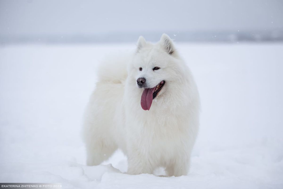 RADOST ZHIZNI Snickers | Samoyed 