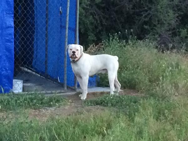 PINTOS BULLYS BUBBA | American Bulldog 