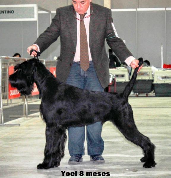 Tender de Pichera | Giant Schnauzer 