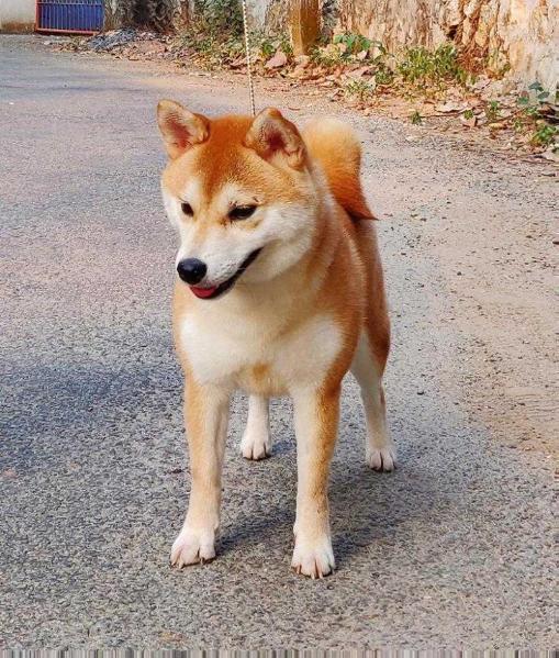 KAGA NO MAYU GO SAPPORO KAGASOU | Shiba Inu 