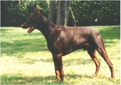 Echo du Clos des Poulains Noirs | Brown Doberman Pinscher