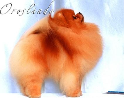 Oroslando Golden Lion George | Pomeranian 