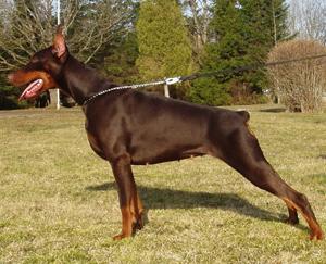 Yacheero's Jazzy Jahzara | Brown Doberman Pinscher