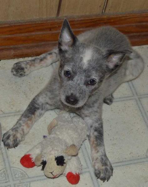 LexiXDusty(Cali) | Australian Cattle Dog 