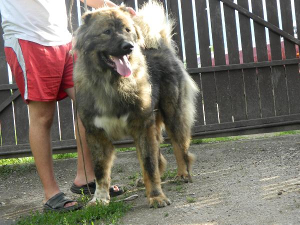 Dermina Alex Uzum Bayrak | Caucasian Mountain Dog 