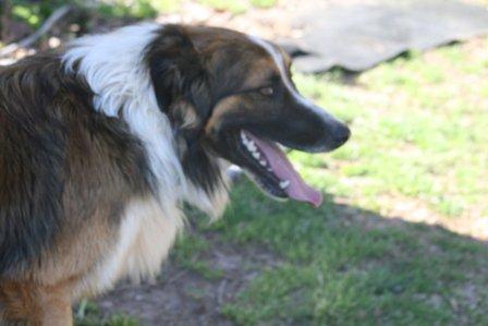 Rainbows Toby Joe | English Shepherd 