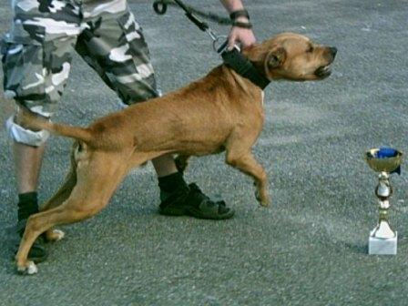 Anathema's ARON | American Pit Bull Terrier 