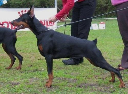 Yacheero's Jade Jamaha | Black Doberman Pinscher