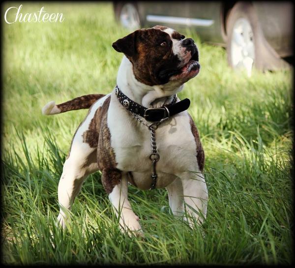 T &amp; T's Clutch of Dean | American Bulldog 