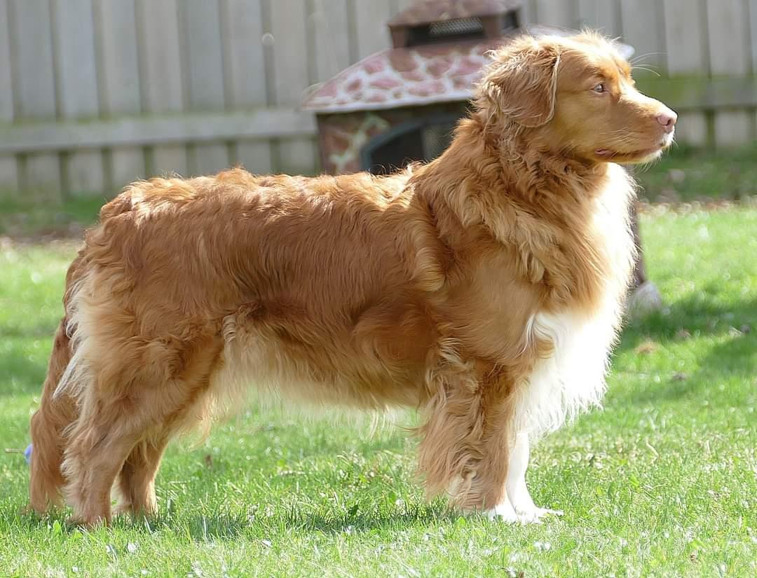 Oryxes Redsquirl on Coppercoin | Nova Scotia Duck Tolling Retriever 