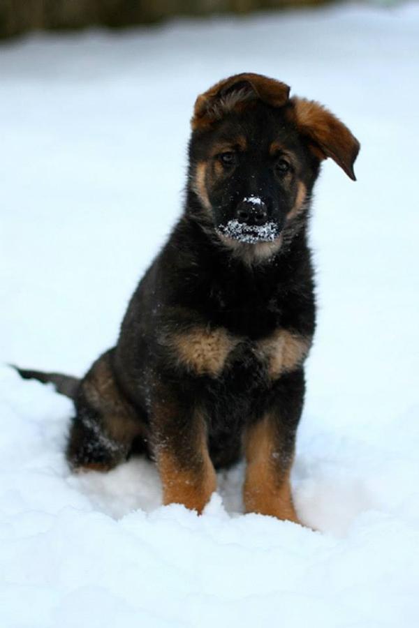 Magnus du Kazulani | German Shepherd Dog 