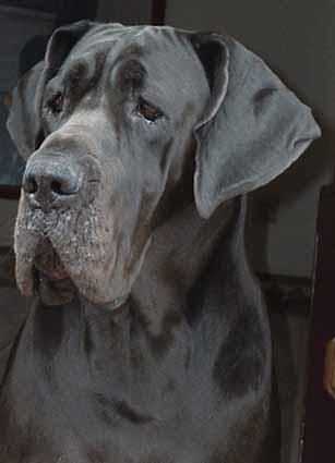 Undome du Domaine de L'Ange Noir | Great Dane 