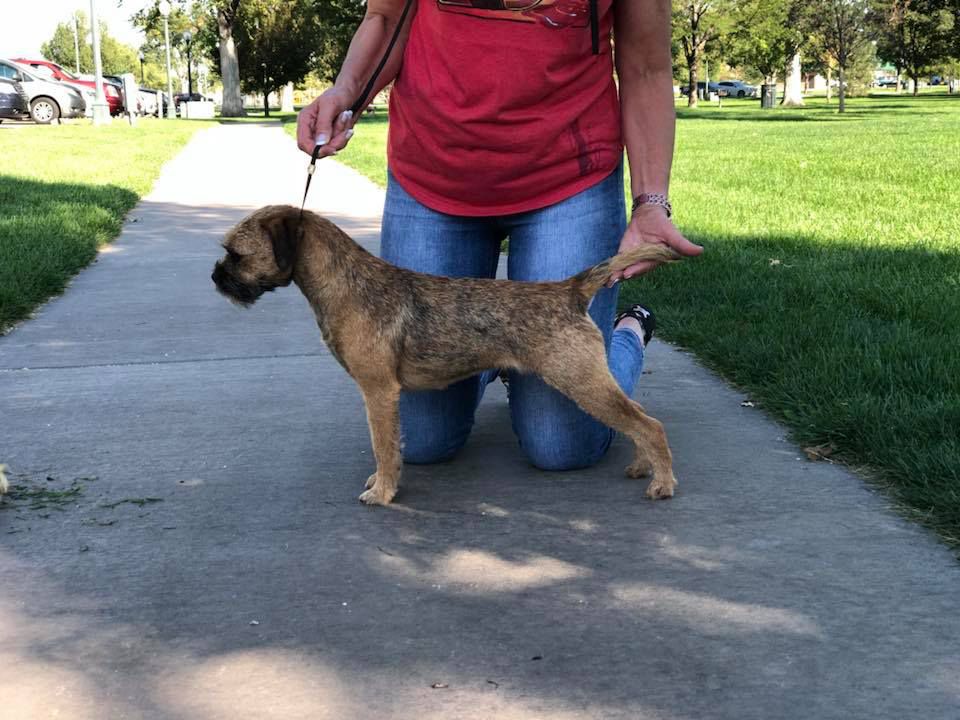 Meadowlake Crystal Head | Border Terrier 