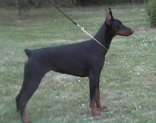 Opale du Domaine de Rougewald | Black Doberman Pinscher