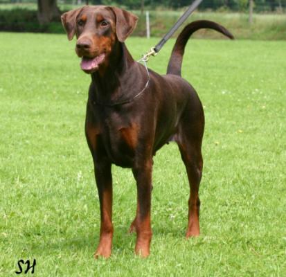 Anika v. Avendia | Brown Doberman Pinscher