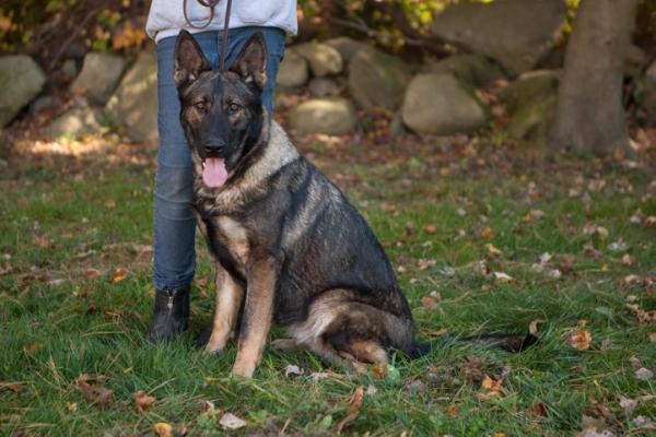 Tarawoods Skyler Jenna Rose | German Shepherd Dog 