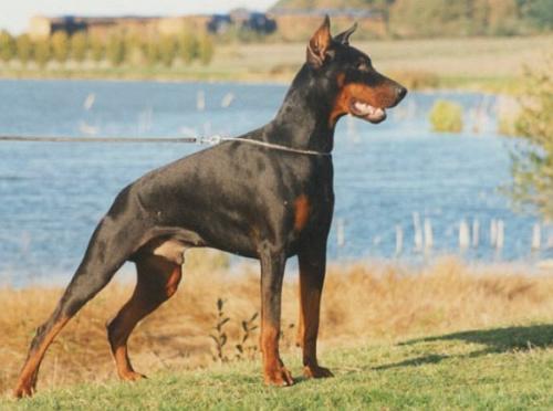 Jurgen's-Jäger v. Rauberstolz | Black Doberman Pinscher