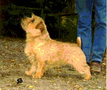 Guestlings Highlight | Norfolk Terrier 