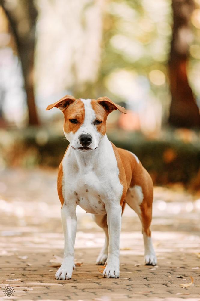 Trial's All Eyes On Us | American Staffordshire Terrier 