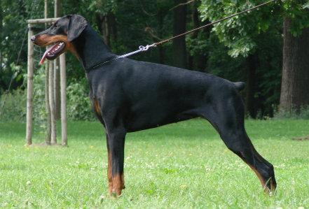 Chelsea Elite House | Black Doberman Pinscher