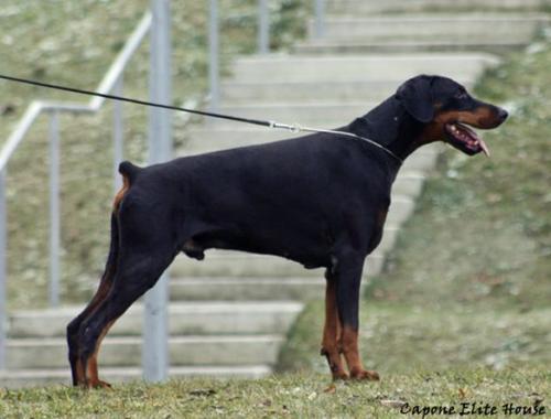 Capone Elite House | Black Doberman Pinscher