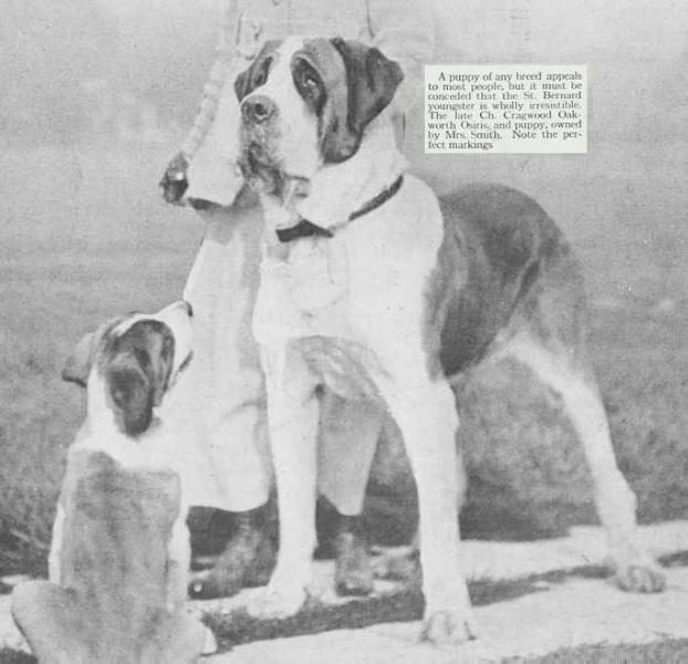 Cragwood Oakworth Osiris | Saint Bernard 