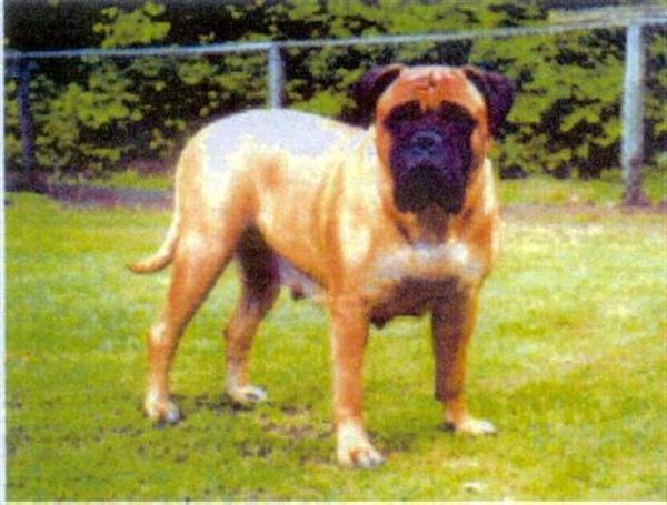 Sandcastle's Liza Ledbottom | Bullmastiff 