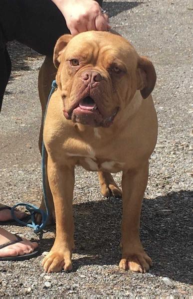 Moloscyg Dayzee | Dogue de Bordeaux 