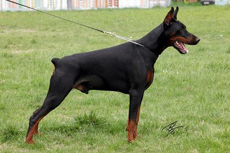 Euro Disel iz Zoosfery | Black Doberman Pinscher