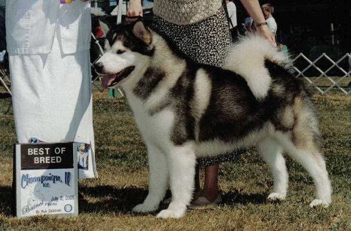 Akiak's Invincible Legacy | Alaskan Malamute 