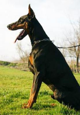 Echo iz Zoosfery | Black Doberman Pinscher