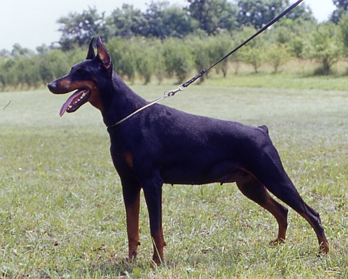 Petra di Acquanegra | Black Doberman Pinscher