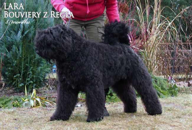 LARA Bouviery z Regla | Bouvier des Flandres 