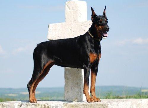 Rhapsody de la Vallee de Pissevin | Black Doberman Pinscher