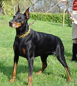 Lady Laureen des Landrys | Black Doberman Pinscher