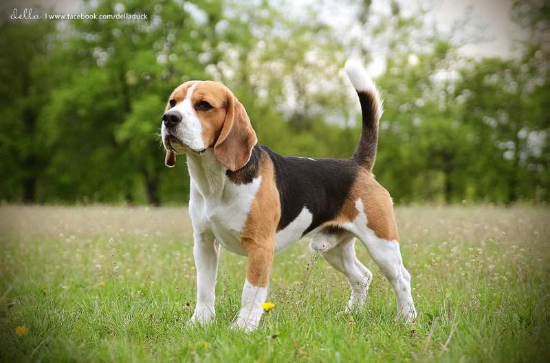 Barstail Electric Storm | Beagle 