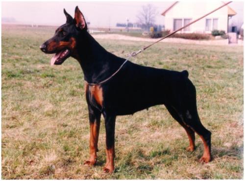 Hannah-Happy v. Heckendorf | Black Doberman Pinscher