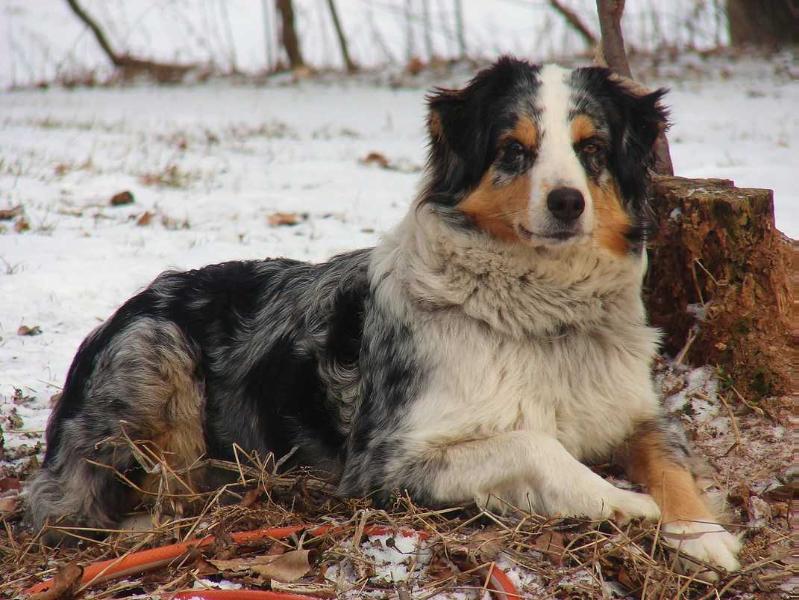 Kenmars Denim and Lace World | Australian Shepherd 