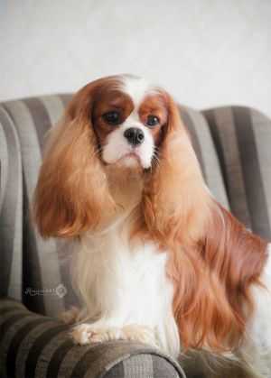 CHARALIER DRESS TO THE NINES FOR CHARLESWORTH | Cavalier King Charles Spaniel 