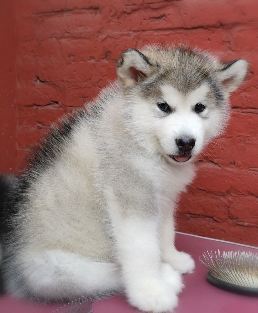 Artic Ice Tequila Sunrise | Alaskan Malamute 