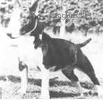 Erenden Whiskey Sangaree | Miniature Bull Terrier 