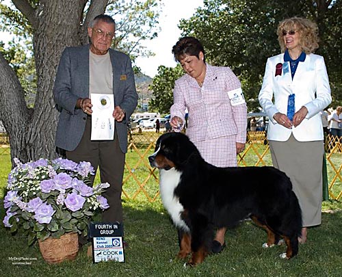 Rush Hills  Solid Evidence | Bernese Mountain Dog 