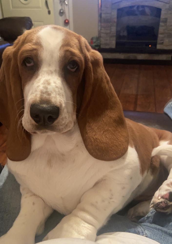 Daphne’s Ginger of Barnes Basset | Basset Hound 