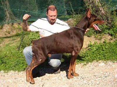 Aron del Dakarone | Brown Doberman Pinscher