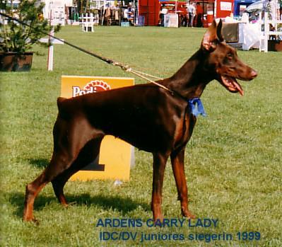 Ardens Carry Lady | Brown Doberman Pinscher