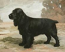 Lanehead Distinction (of Giralda) | English Cocker Spaniel 